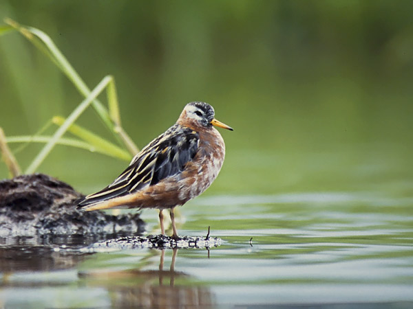 Isovesipääsky, Red Phalarope, Phalaropus fulicarius
